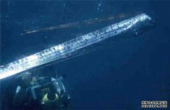 皇帶魚什么魚，皇帶魚最長有多長？