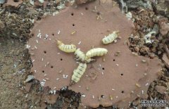 白蟻的天敵主要有哪些？