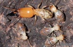 白蟻的壽命有多長(zhǎng)？