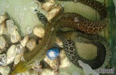 鰻魚常見病害有哪些，如何防治？