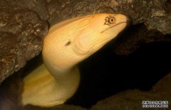 鰻魚的產(chǎn)地分布、生活習(xí)性與生長過程