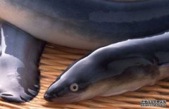 鰻魚的選購方法，鰻魚的營養(yǎng)價(jià)值與常見做法