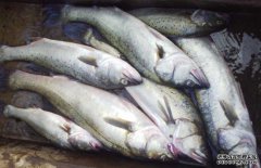 鱸魚大約多少錢一斤？鱸魚的選購方法