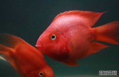 紅鸚鵡魚(yú)養(yǎng)殖－紅鸚鵡魚(yú)圖片