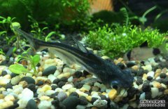 鸚鵡魚和什么魚混養(yǎng)好?