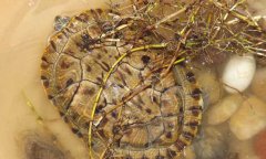 巴西龜能長(zhǎng)多大？