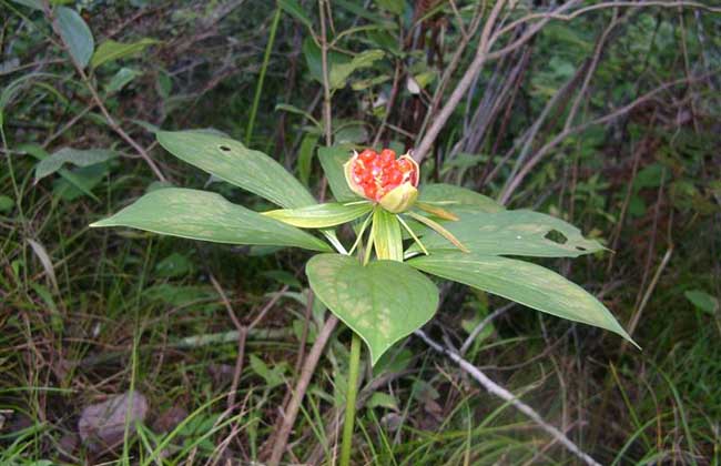 重樓的別名有哪些？