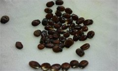 早春大棚西瓜種植之浸種、催芽方法