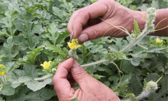 整枝、授粉