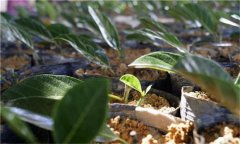 鳳梨的種植密度、育苗方法 鳳梨的種植方法