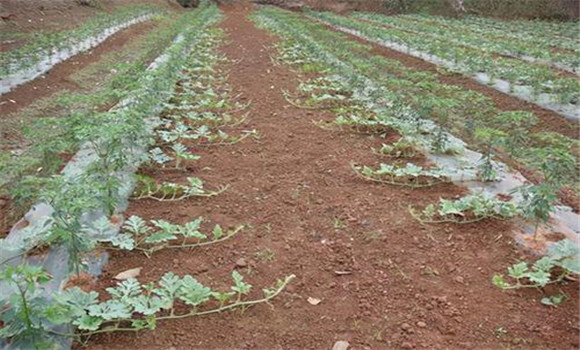 西瓜的整技、壓蔓方法