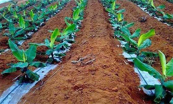 香蕉無公害標(biāo)準化栽培方法