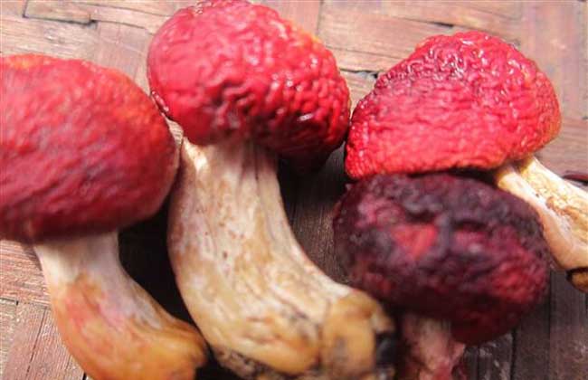 經(jīng)濟作物種植技術(shù)