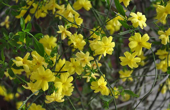 連翹種類圖片大全 連翹種植技術(shù)