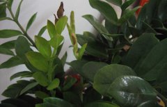 金錢樹的參考價(jià)格是多少，金錢樹的生長習(xí)性簡