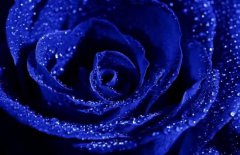 藍(lán)色妖姬多少錢一朵，藍(lán)色妖姬代表什么意思？