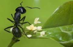 黑螞蟻能治陽痿嗎？