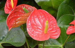 紅掌能放在臥室嗎？