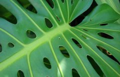 龜背竹能養(yǎng)在室內(nèi)嗎？