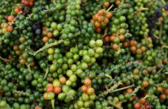 胡椒的產(chǎn)地分布，目前有哪些品種？