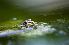 青蛙的生長(zhǎng)過程