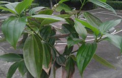 平安樹(shù)和發(fā)財(cái)樹(shù)的區(qū)別