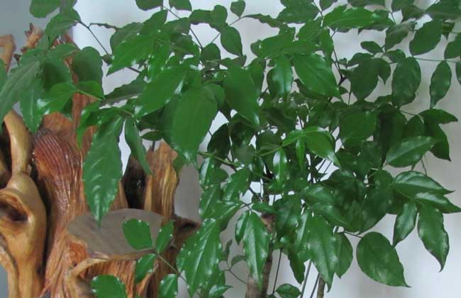 幸福樹和富貴樹的區(qū)別 幸福樹怎么養(yǎng)