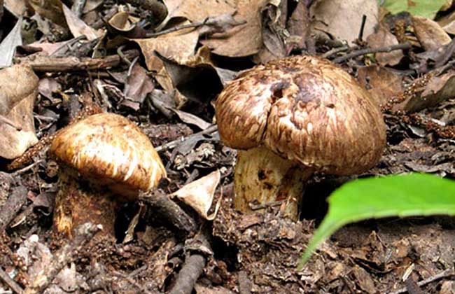 松茸和姬松茸的區(qū)別 經(jīng)濟(jì)作物種植技術(shù)