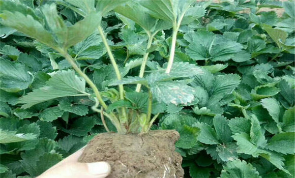 怎樣起草莓苗，如何包裝運輸和貯藏