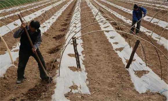 精細整溝，邊移栽邊蓋膜