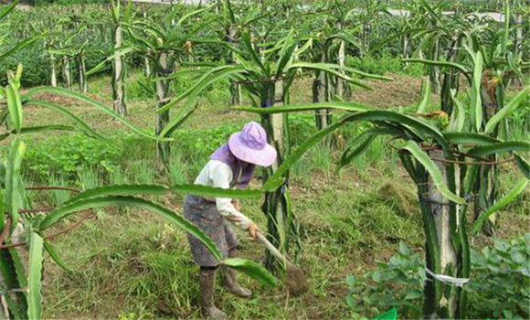 火龍果的田間管理