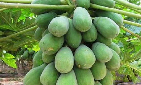 木瓜褐腐病的發(fā)病規(guī)律