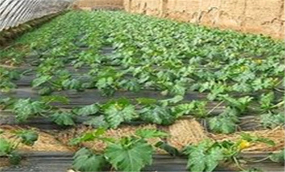 刺角瓜的苗期管理