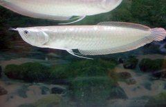 銀龍魚(yú)不吃食怎么辦，是什么原因?qū)е碌? /></a>
            <a href=