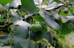 銀杏產地在什么地方 種植銀杏需要的環(huán)境條件