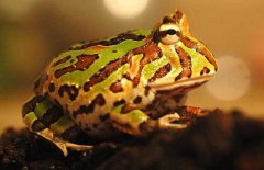 角蛙的飼養(yǎng)方法，角蛙如何飼養(yǎng)