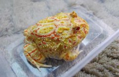 角蛙好養(yǎng)嗎？角蛙怎么養(yǎng)？