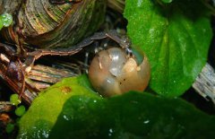 螢火蟲如何養(yǎng)殖，螢火蟲養(yǎng)殖方法