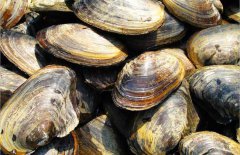 河蚌吃什么食物，河蚌的養(yǎng)殖方法
