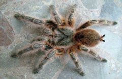 紅玫瑰蜘蛛有毒嗎？紅玫瑰蜘蛛怎么養(yǎng)