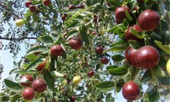 棗樹裂果是怎么回事，棗樹裂果病怎樣防治？