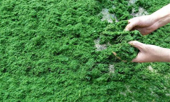 青飼料含水量高，消化率高，適口性好