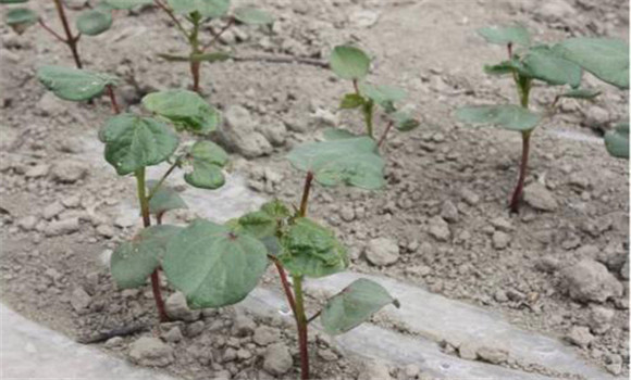 棚內土壤酸化、鹽堿化的原因及危害