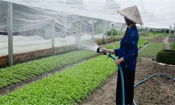 改進(jìn)灌溉技術(shù)，以水化鹽