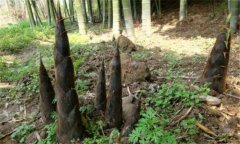 什么叫退筍，形成退筍的原因是什么