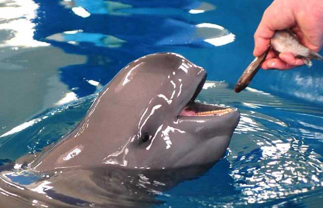 河豚和河鲀的區(qū)別 河豚養(yǎng)殖技術