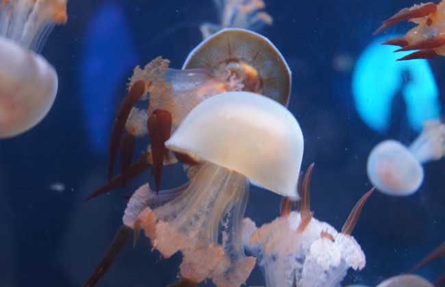 海蜇能蜇死人嗎？