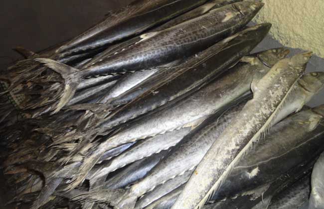 鲅魚和青魚的區(qū)別 青魚的功效與作用