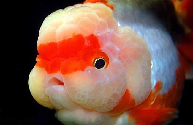 家里養(yǎng)魚多久換一次水