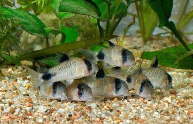 觀賞魚(yú)養(yǎng)殖技術(shù)